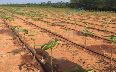 滴灌帶施工步驟：