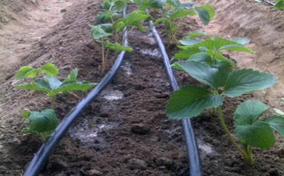 滴灌防護(hù)措施