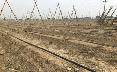 滴灌工程計(jì)劃