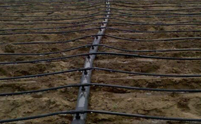 滴灌帶鋪設 滴灌帶鋪設